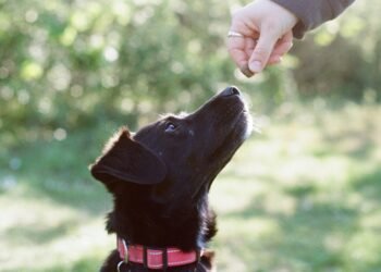 Does irritation make rewards much less rewarding?