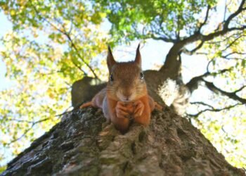 How rewilding might assist cease the unfold of Britain’s wildfires