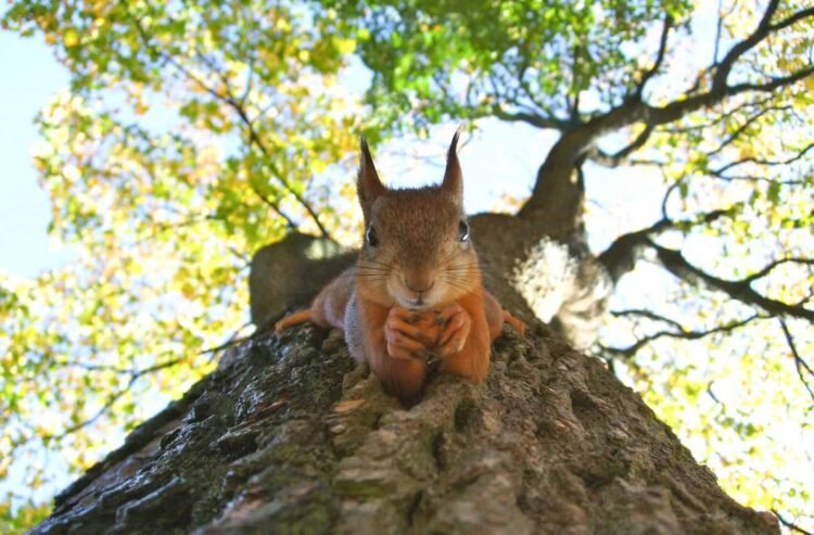 How rewilding might assist cease the unfold of Britain’s wildfires