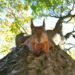 How rewilding might assist cease the unfold of Britain’s wildfires