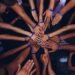 What’s the Proper Mixture of The 4 Tendencies in a Group?