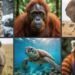 Colossal Basis and IUCN Launch $4 Million Push to Struggle the World Extinction Disaster