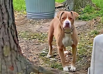 Canine Left Behind by Homeowners Will get Rescued by New Owners