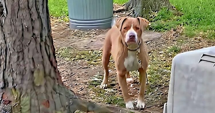 Canine Left Behind by Homeowners Will get Rescued by New Owners