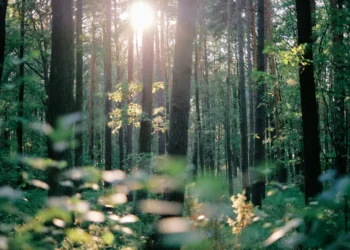 7 Methods To Simplify Your Life For Extra Peace And Pleasure