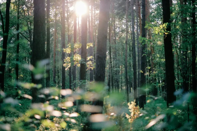 7 Methods To Simplify Your Life For Extra Peace And Pleasure