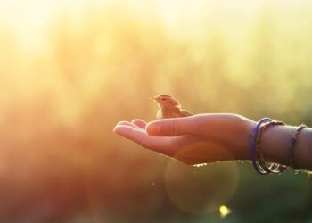 Studying the Gentle Contact of Permitting