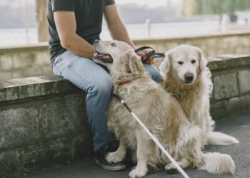 Emotional Help, Remedy Or Help Canine? The UK Information
