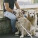 Emotional Help, Remedy Or Help Canine? The UK Information