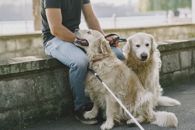 Emotional Help, Remedy Or Help Canine? The UK Information