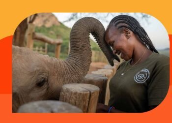 The ladies placing group on the coronary heart of elephant conservation