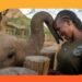 The ladies placing group on the coronary heart of elephant conservation