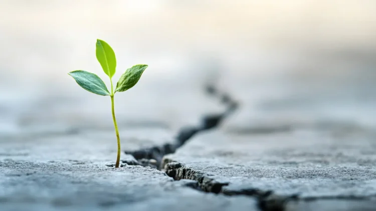 Methods to Begin Over in Life, One Small Step at a Time |